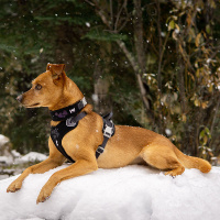 Hurtta Weekend Warrior Geschirr in desert braun 100-120