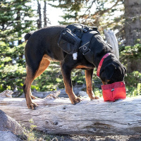 KURGO Zippy Bowl faltbarer Trinknapf in zwei Farben