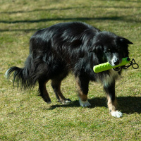 Procyon Treat Futterdummy zum aufschrauben