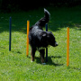 Agility Hundetraining Set mit Tunnel Springhürde Slalom Start