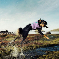 Hurtta Kühlweste für Hunde in blau XS