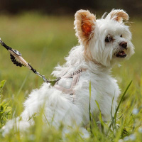 WAW Ruckdämpfer Easy Dog Walk für Hundeleinen grau XS | 4-5KG