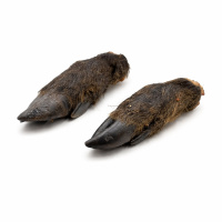PITUPITA Wildschweinfüße Wildschweinfuß...