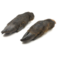 Wildschweinfüße Wildschweinfuß mit Huf und Fell  für Hunde