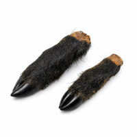 Wildschweinfüße Wildschweinfuß mit Huf und Fell  für Hunde 1 Stück