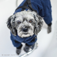 DryUp Body ZIP.FIT Hundebademantel mit Beinen für kleine Hunde in marine blau 30cm