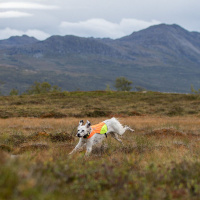 Non-stop Dogwear Warnweste Sicherheitsweste Protector  XS