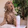 Greenfields Hundeshampoo für lockiges Fell 250 ml