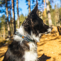 Non-stop dogwear Roam Halsband gepolstert und verstellbar in blau S    36-40 cm