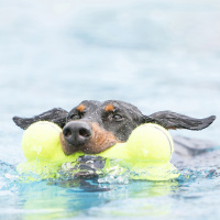 KONG  Airdog Squeaker Knochen M | 15,8 cm