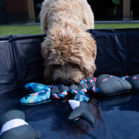 CoolPets Pull me! Crocky mit Tau Krokodil Wasserspielzeug mit Flamingomuster