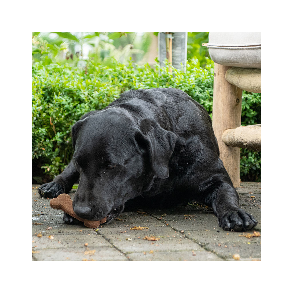 Kauartikel für Hunde aus Insektenprotein