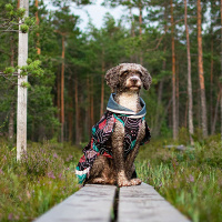 Pomppa Sade Regenmantel SadePomppa in Curry 25