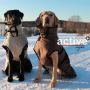 Active Cape PLUS Mantel Wintermantel für mittelgroße Hunde in braun