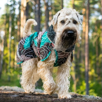 Pomppa Perus Allwetter-Mantel Wintermantel in curry gelb Größe 25