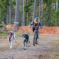 Non-stop dogwear Laufleine Bungee leash Double in orange...