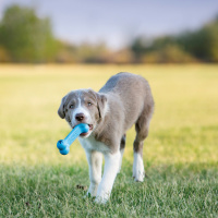 KONG  Puppy Goodie Bone leckerchen Knochen BLAU in S