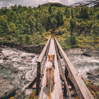 Non-stop dogwear Laufleine Bungee leash 2.0 in blau 2.0m - 23mm