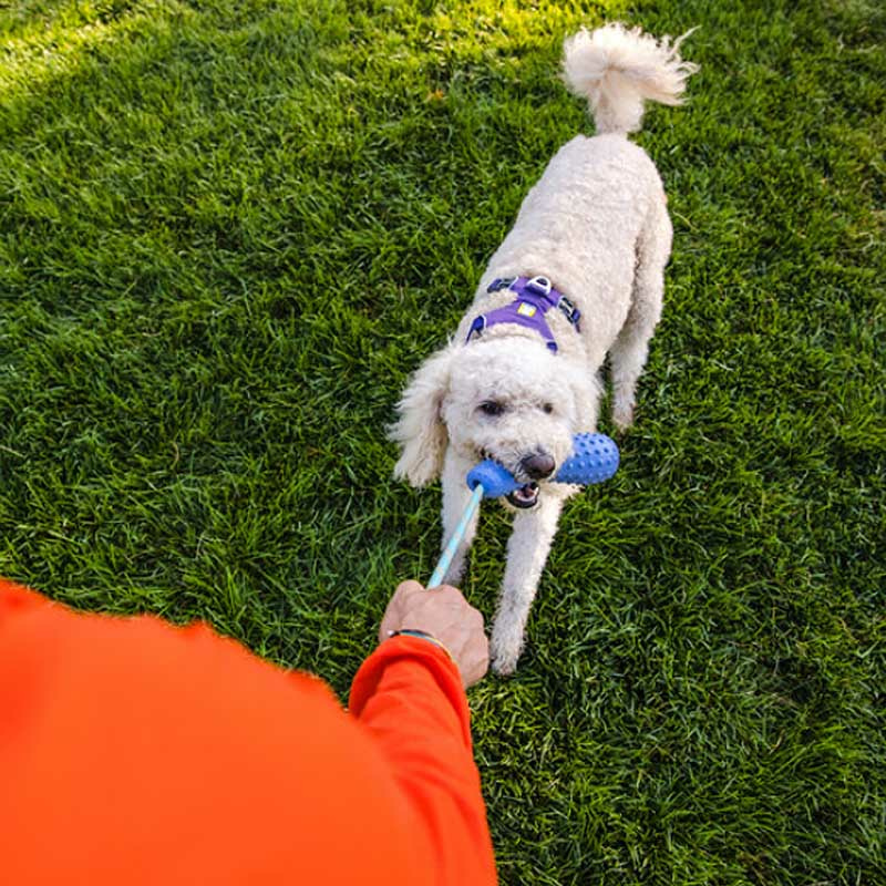 Ruffwear Apportierspielzeug Gourdo Toy in Sage Green