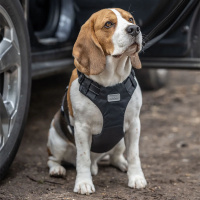 Rukka Pets Autogeschirr in der Farbe schwarz M - 55-75 cm