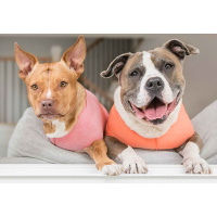 Goldpaw UV T-Shirt Sun Shield Tee Sonnenschutz LSF 50+ violett lila 8