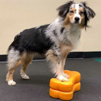 FitPAWS K9 Fitbone Balance Pad Kissen Set mini 2 Stück Himbeerrot