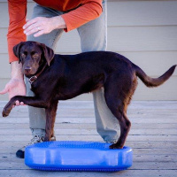 FitPAWS K9 Fitbone Balance Pad Kissen 58x29x10cm