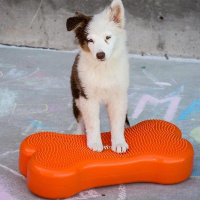 FitPAWS K9 Fitbone Balance Pad Kissen 58x29x10cm