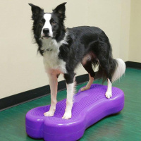 FitPAWS K9 Fitbone Balance Pad Kissen Giant 90x39x10cm