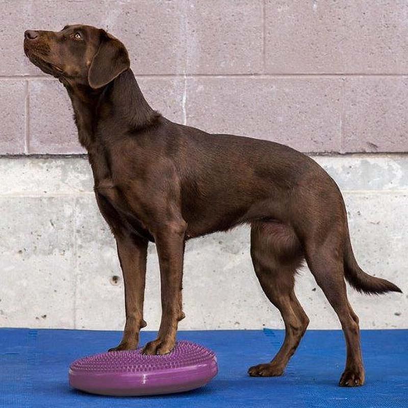 FitPAWS K9 Fitbone Balance Disc Scheibe in Himbeerrot