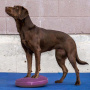 FitPAWS K9 Fitbone Balance Disc Scheibe in Himbeerrot