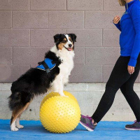 FitPAWS Peanut Trax Balance Kissen 40cm gelb