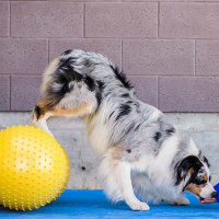 FitPAWS Peanut Trax Balance Kissen 40cm gelb