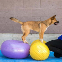 FitPAWS Peanut Trax Balance Kissen 60cm blau