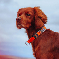 Non-stop dogwear Zugstopp Halsband Cruise Collar in orange XXL 60