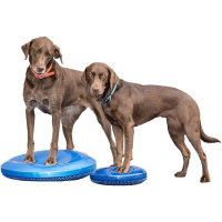 FitPAWS K9 Fitbone Balance Disc Scheibe in blau 36cm