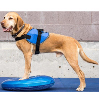 FitPAWS K9 Fitbone Balance Disc Scheibe in blau 56cm