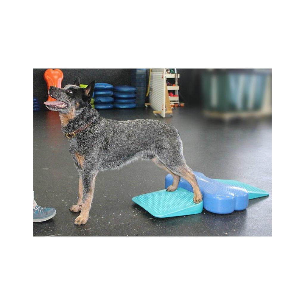 FitPAWS Dog Balance Ramp Rampe in Aqua Blau | NEU, 39,50