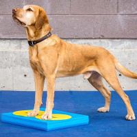 FitPAWS Balance Pad Matte Kissen in blau 38 x 46 x 5 cm