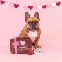 Pet Shop Burrow Barkers Box mit Pralinen Schokolade