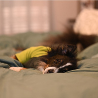 Goldpaw Stretch-Fleece Onesie Pullover mit Beinen schwarz 26