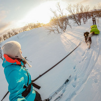 Non-stop dogwear Hundeleine Touring Bungee in teal petrol 2,8m - 13mm