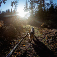 Non-stop dogwear Hundeleine Touring Bungee in schwarz grau 1,2m - 13mm