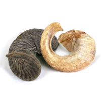 Lammhorn Lammh&ouml;rner f&uuml;r Hunde