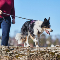Non-stop dogwear Ramble Brustgeschirr Hundegeschirr in grau pink S