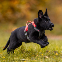 Non-stop dogwear Ramble Brustgeschirr Hundegeschirr in grau pink S