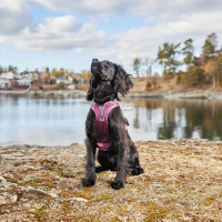 Non-stop dogwear Ramble Brustgeschirr Hundegeschirr in grau pink S