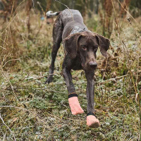 Non-stop dogwear Protector Socks Socken light...