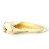 Ziegenohren ohne Fell für sensible Hunde