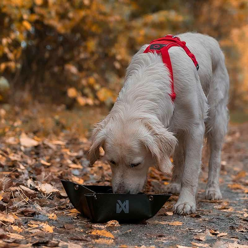 Non-stop Dogwear Trekking Bowl Futternapf Wassernapf in schwarz S